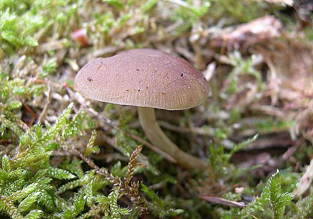 Alcune specie di fine primavera